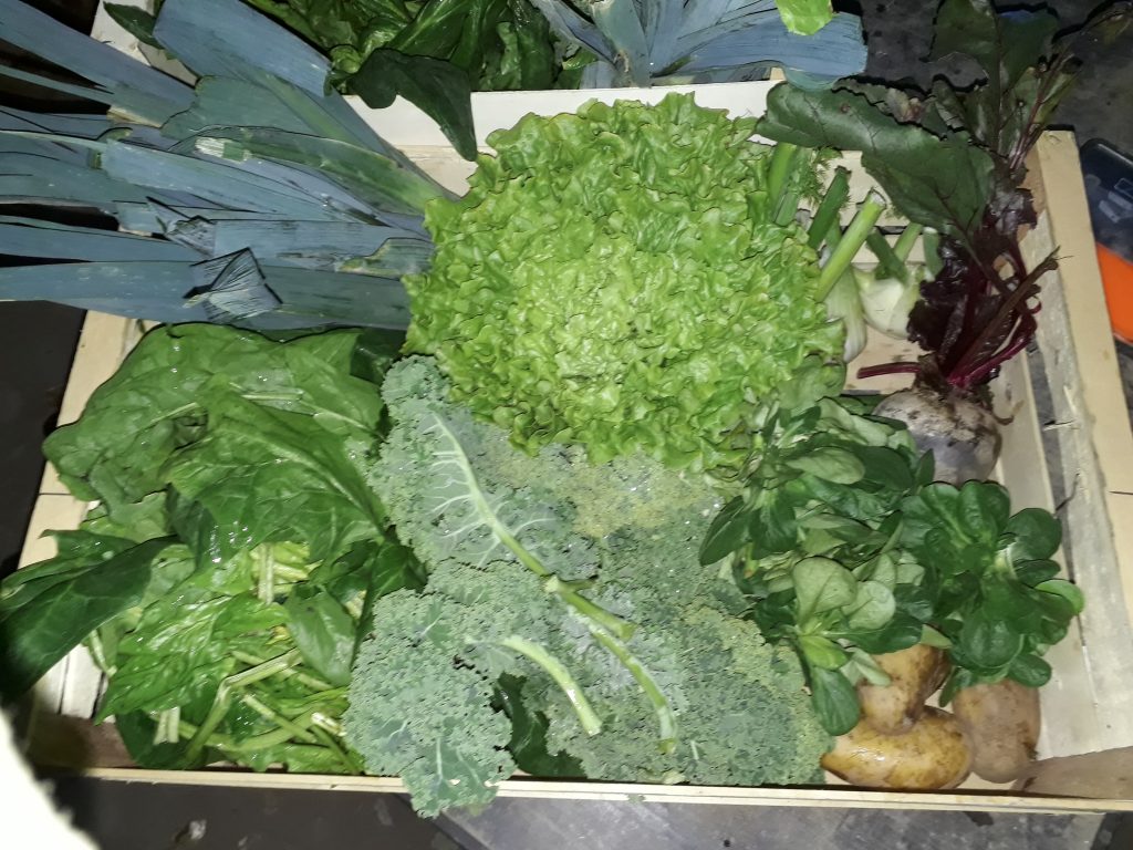 panier de légumes bio